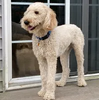 Sonny, a male Miniature Goldendoodle for sale in Rockton, IL – 5 of 6
