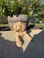 Sandy, a female Miniature Goldendoodle for sale in Rockton, IL – 3 of 5