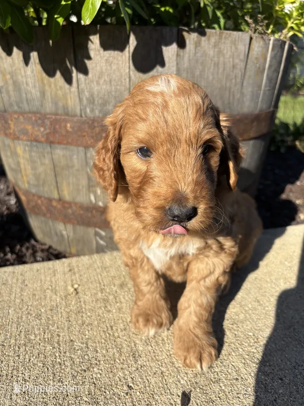 Blaze – Miniature Goldendoodle puppy for sale in Rockton, IL
