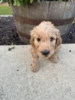 Sonny, a male Miniature Goldendoodle for sale in Rockton, IL – 3 of 6