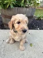 Auggie, a male Miniature Goldendoodle for sale in Rockton, IL – 2 of 6
