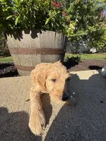 Sandy, a female Miniature Goldendoodle for sale in Rockton, IL – 2 of 5