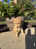 Bonnie, a female Miniature Goldendoodle for sale in Rockton, IL – 3 of 6