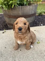 Blaze, a male Miniature Goldendoodle for sale in Rockton, IL – 6 of 8