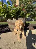 Bonnie, a female Miniature Goldendoodle for sale in Rockton, IL – 4 of 6