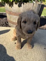 Sonny, a male Miniature Goldendoodle for sale in Rockton, IL – 2 of 6