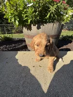 Goldie, a female Miniature Goldendoodle for sale in Rockton, IL – 4 of 7