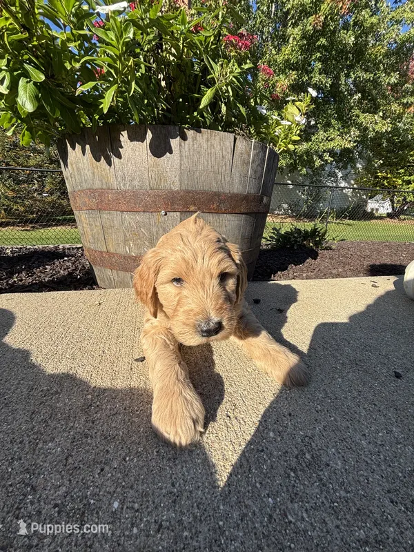 Sandy – Miniature Goldendoodle puppy for sale in Rockton, IL