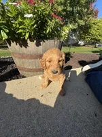 Goldie, a female Miniature Goldendoodle for sale in Rockton, IL – 2 of 7