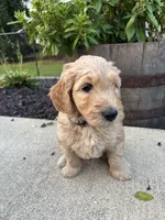 Auggie, a male Miniature Goldendoodle for sale in Rockton, IL – 3 of 6