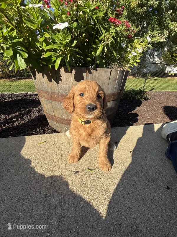 Goldie – Miniature Goldendoodle puppy for sale in Rockton, IL