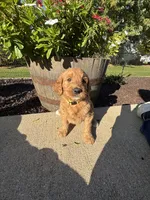 Goldie, a female Miniature Goldendoodle for sale in Rockton, IL – 1 of 7
