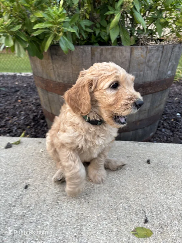 Auggie – Miniature Goldendoodle puppy for sale in Rockton, IL