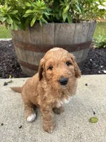 Blaze, a male Miniature Goldendoodle for sale in Rockton, IL – 5 of 8