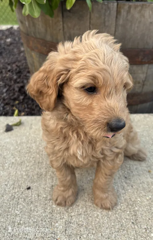 Sonny – Miniature Goldendoodle puppy for sale in Rockton, IL