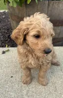 Sonny, a male Miniature Goldendoodle for sale in Rockton, IL – 1 of 6