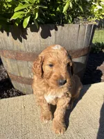Blaze, a male Miniature Goldendoodle for sale in Rockton, IL – 2 of 8