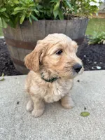 Auggie, a male Miniature Goldendoodle for sale in Rockton, IL – 4 of 6
