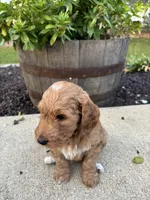 Blaze, a male Miniature Goldendoodle for sale in Rockton, IL – 4 of 8