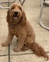 Sonny, a male Miniature Goldendoodle for sale in Rockton, IL – 6 of 6