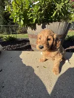 Goldie, a female Miniature Goldendoodle for sale in Rockton, IL – 5 of 7