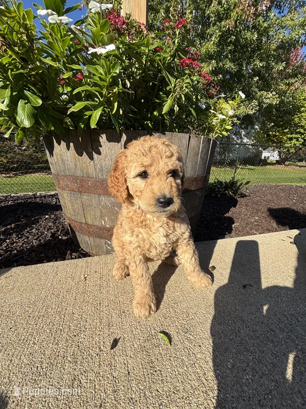 Bonnie – Miniature Goldendoodle puppy for sale in Rockton, IL