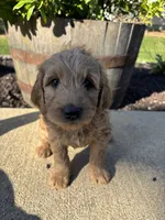 Sonny, a male Miniature Goldendoodle for sale in Rockton, IL – 4 of 6