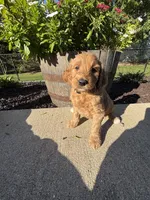 Goldie, a female Miniature Goldendoodle for sale in Rockton, IL – 3 of 7