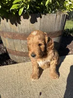 Blaze, a male Miniature Goldendoodle for sale in Rockton, IL – 3 of 8