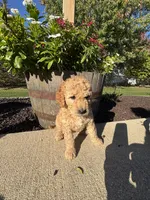 Bonnie, a female Miniature Goldendoodle for sale in Rockton, IL – 2 of 6