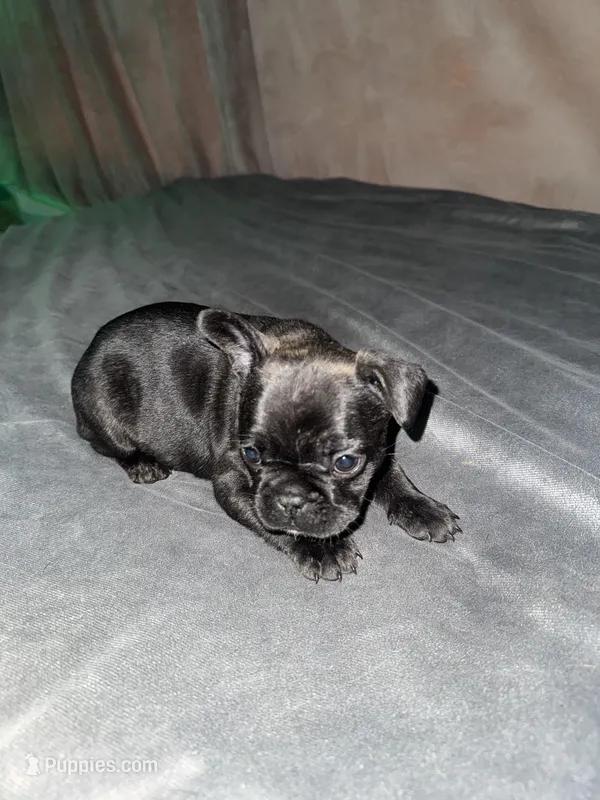 Emma – French Bulldog puppy for sale in Kansas City, MO