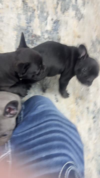 Mr egg, a male French Bulldog for sale in Kansas City, MO – 2 of 2