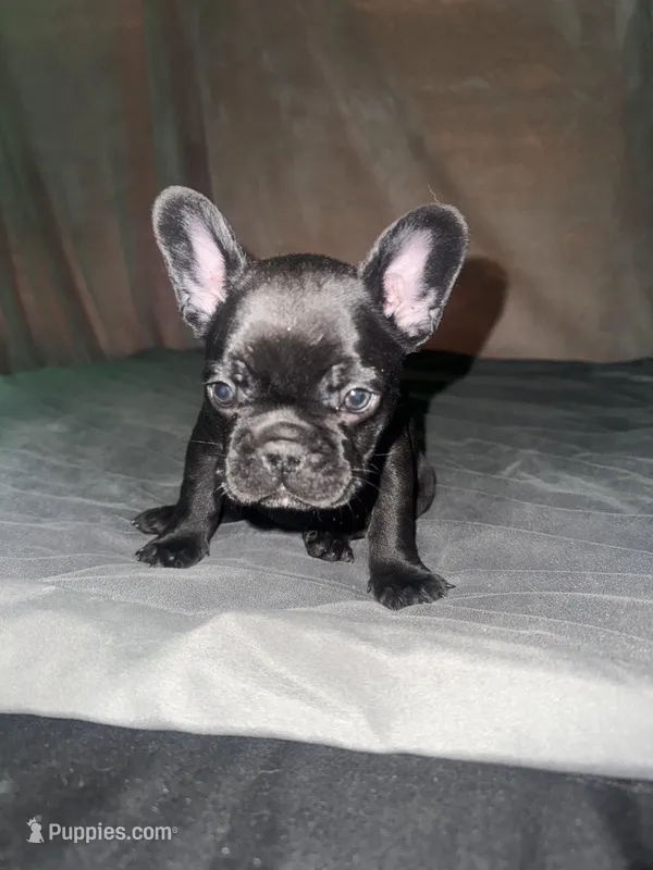 Nala  – French Bulldog puppy for sale in Kansas City, MO