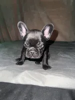 Nala , a female French Bulldog for sale in Kansas City, MO – 1 of 1