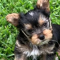 Jax, a male Yorkshire Terrier for sale in Palestine, TX – 7 of 10