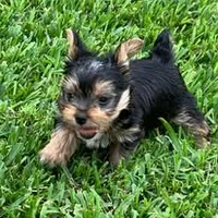 Jax, a male Yorkshire Terrier for sale in Palestine, TX – 5 of 10