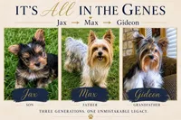 Jax, a male Yorkshire Terrier for sale in Palestine, TX – 9 of 10