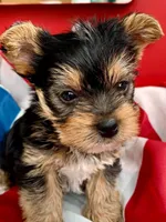 Jax, a male Yorkshire Terrier for sale in Palestine, TX – 2 of 10