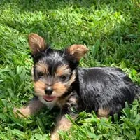 Jax, a male Yorkshire Terrier for sale in Palestine, TX – 4 of 10