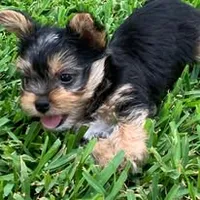 Jax, a male Yorkshire Terrier for sale in Palestine, TX – 3 of 10