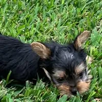 Jax, a male Yorkshire Terrier for sale in Palestine, TX – 6 of 10