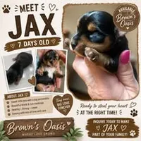 Jax, a male Yorkshire Terrier for sale in Palestine, TX – 10 of 10