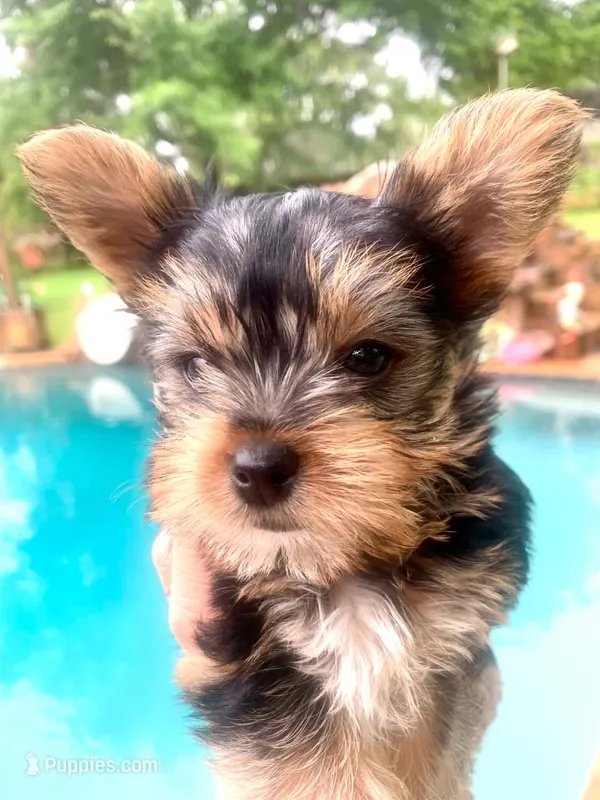Jax – Yorkshire Terrier puppy for sale in Palestine, TX
