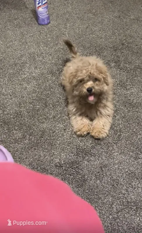 Doggy – Shorkie puppy for sale in Dubuque, IA