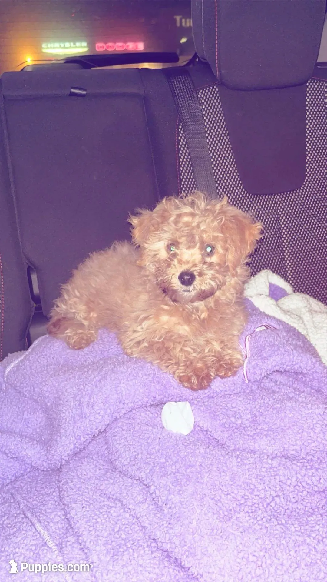 Doggy, a male Shorkie for sale in Dubuque, IA – Photo 3 of 3