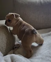 Rascal, a male French Bulldog for sale in Live Oak, FL – Photo 2 of 4