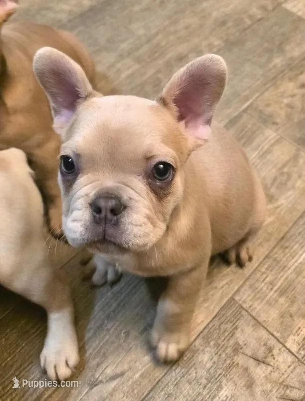 Rascal – French Bulldog puppy for sale in Live Oak, FL