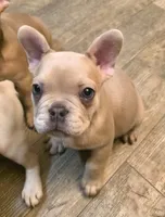 Rascal, a male French Bulldog for sale in Live Oak, FL – Photo 1 of 4