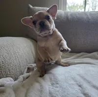 Rascal, a male French Bulldog for sale in Live Oak, FL – Photo 3 of 4