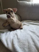 Rascal, a male French Bulldog for sale in Live Oak, FL – Photo 4 of 4